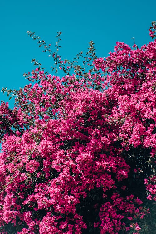 A Shrub with Pink Flowers on the Background of Blue Sky 