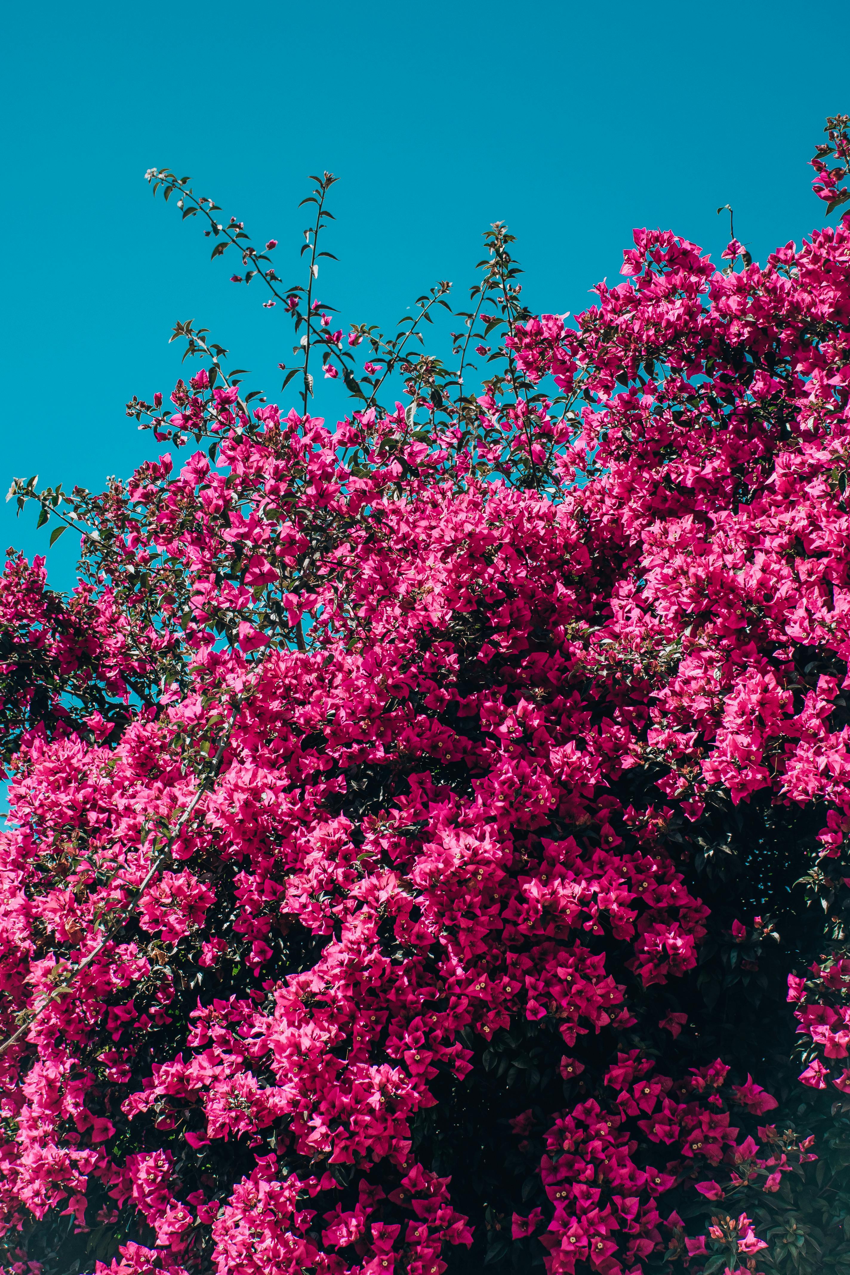 How to Plant, Grow and Care For Bougainvillea