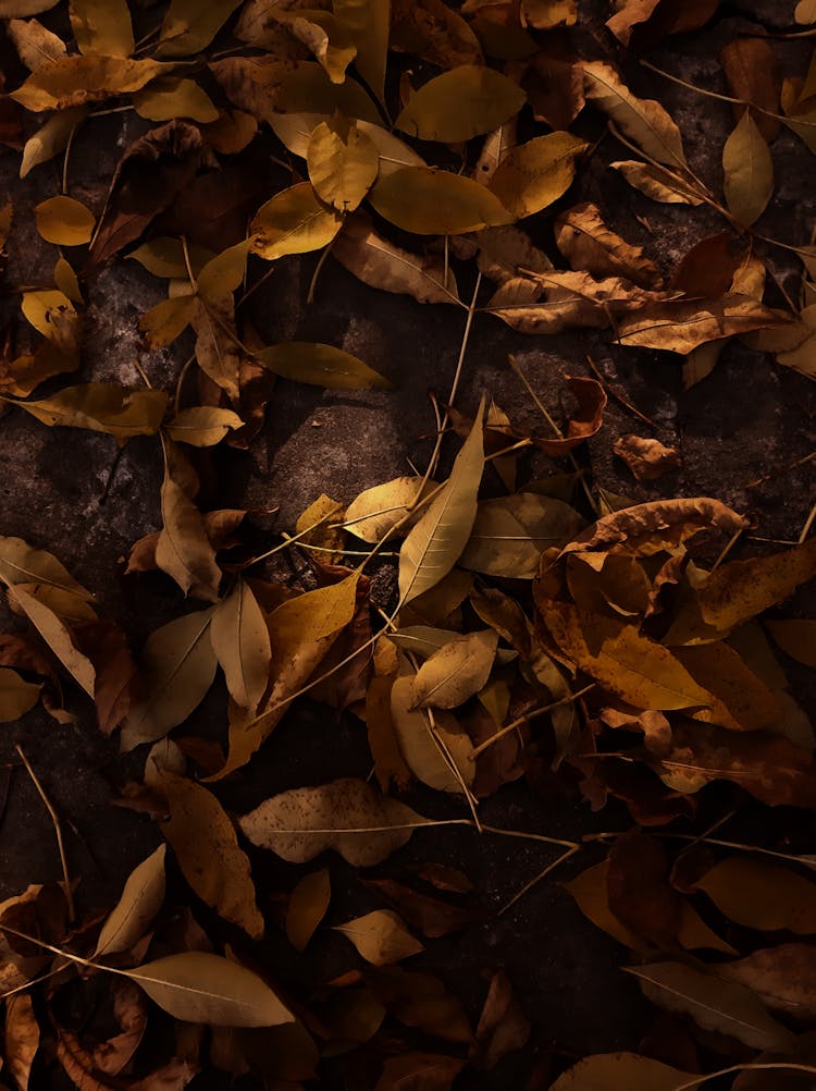 Dried Leaves On Rocks