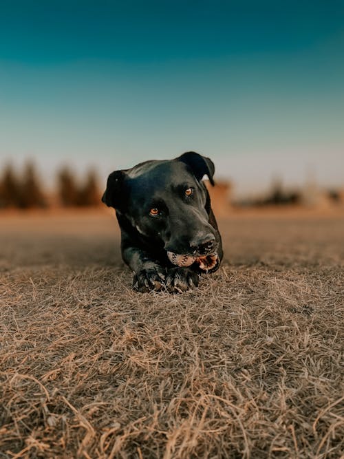 Black Dog Lying Down on Grass