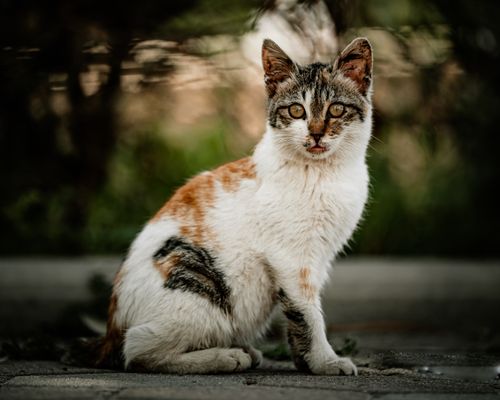 Free A curious calico cat sitting on a pavement in Kuwait City, showcasing its cute and inquisitive nature. Stock Photo