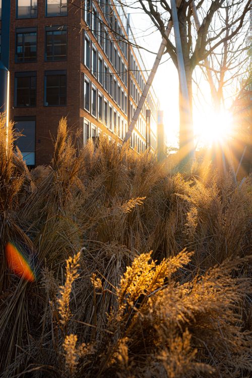 Free Sun setting behind building, illuminating golden grass in urban environment. Stock Photo
