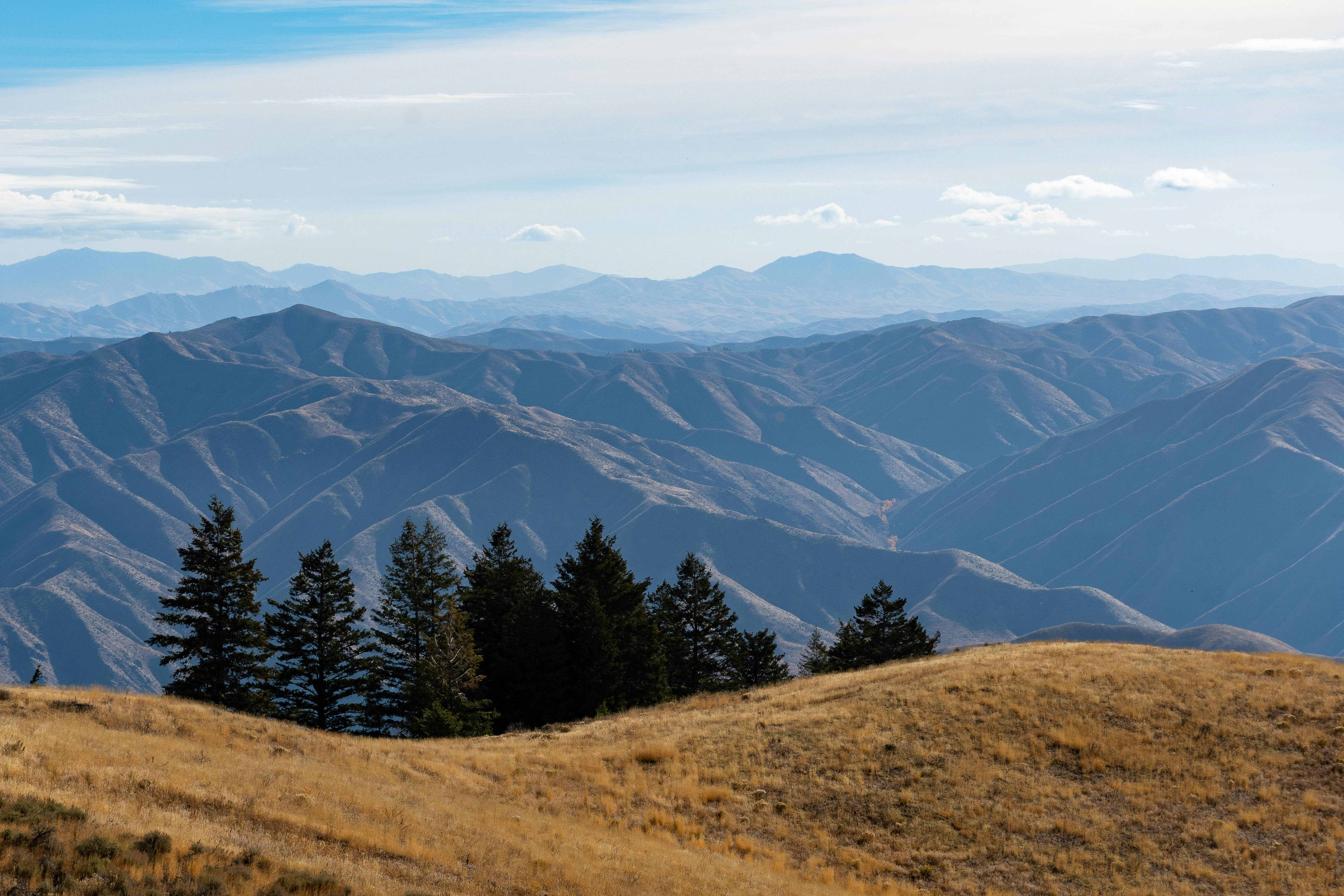 Pine Trees And Mountain Range · Free Stock Photo