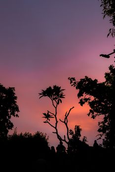 Silhouetted trees stand tall against a vibrant purple and orange sunset, conveying serenity and natural beauty.