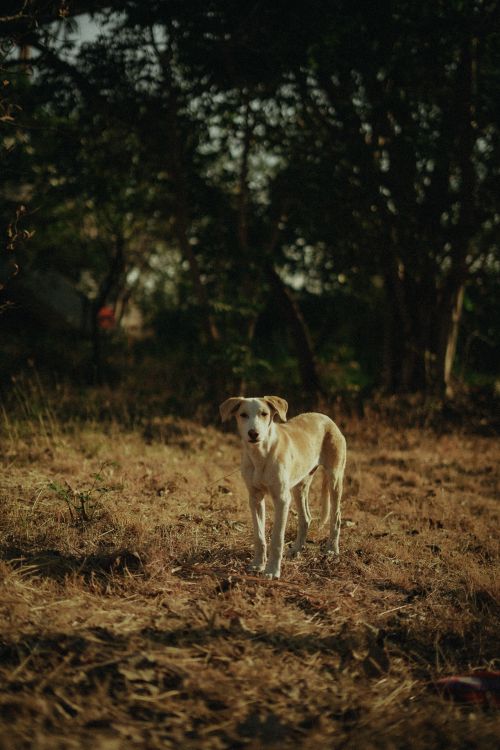 Free A solitary dog stands in a tranquil field with sunlight filtering through the trees. Stock Photo