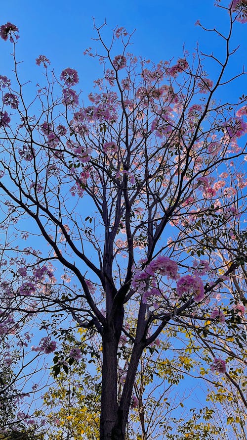 Darmowe zdjęcie z galerii z estetyczna tapeta na pulpit, jesienne drzewo, kwiat wiśni