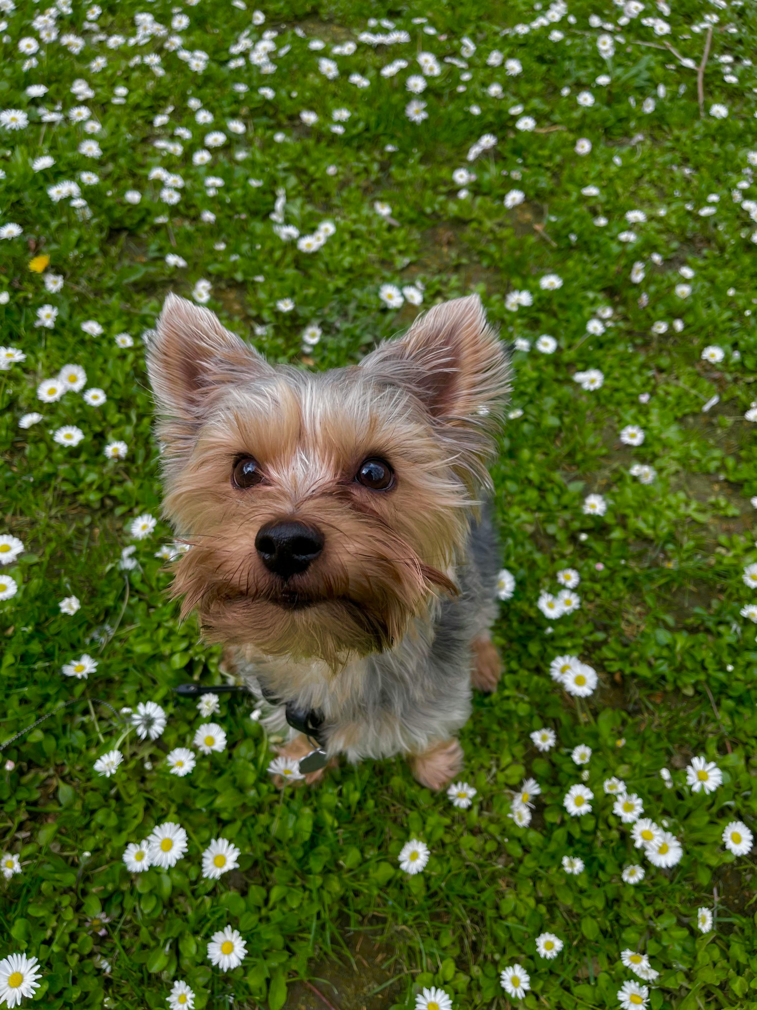 Yorkshire Terrier on Grass with Daisies · Free Stock Photo
