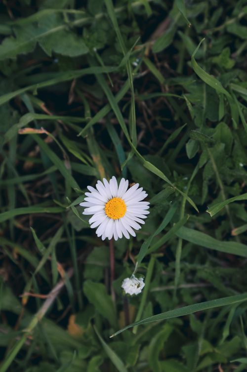 Free A fresh daisy flower amidst lush green grass captured from above in Türkiye. Stock Photo