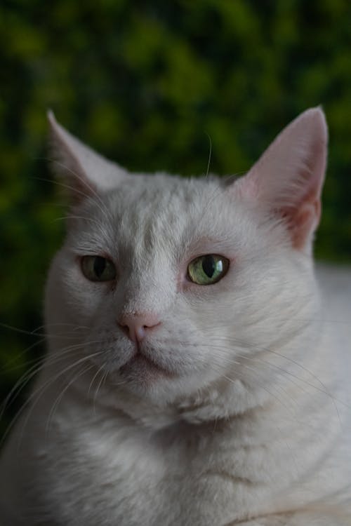 Close up of White Cat Head