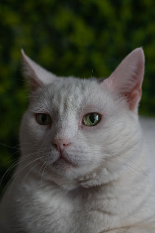 Free Close-up of a serene white cat with green eyes, perfect for pet lovers. Stock Photo