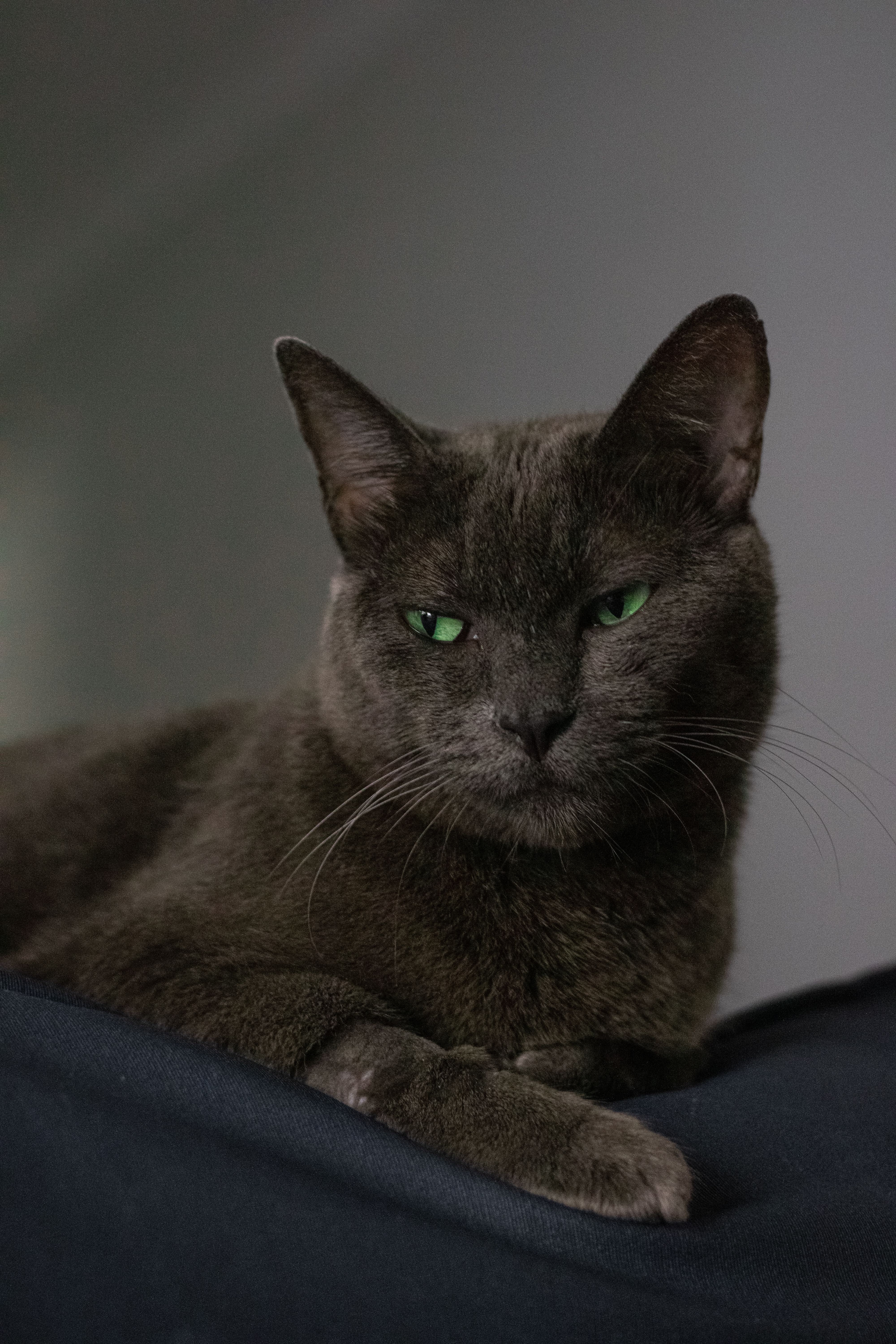 Elegant close-up portrait of a gray cat showing captivating green eyes, perfect for pet lovers.