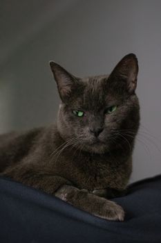 Elegant close-up portrait of a gray cat showing captivating green eyes, perfect for pet lovers.