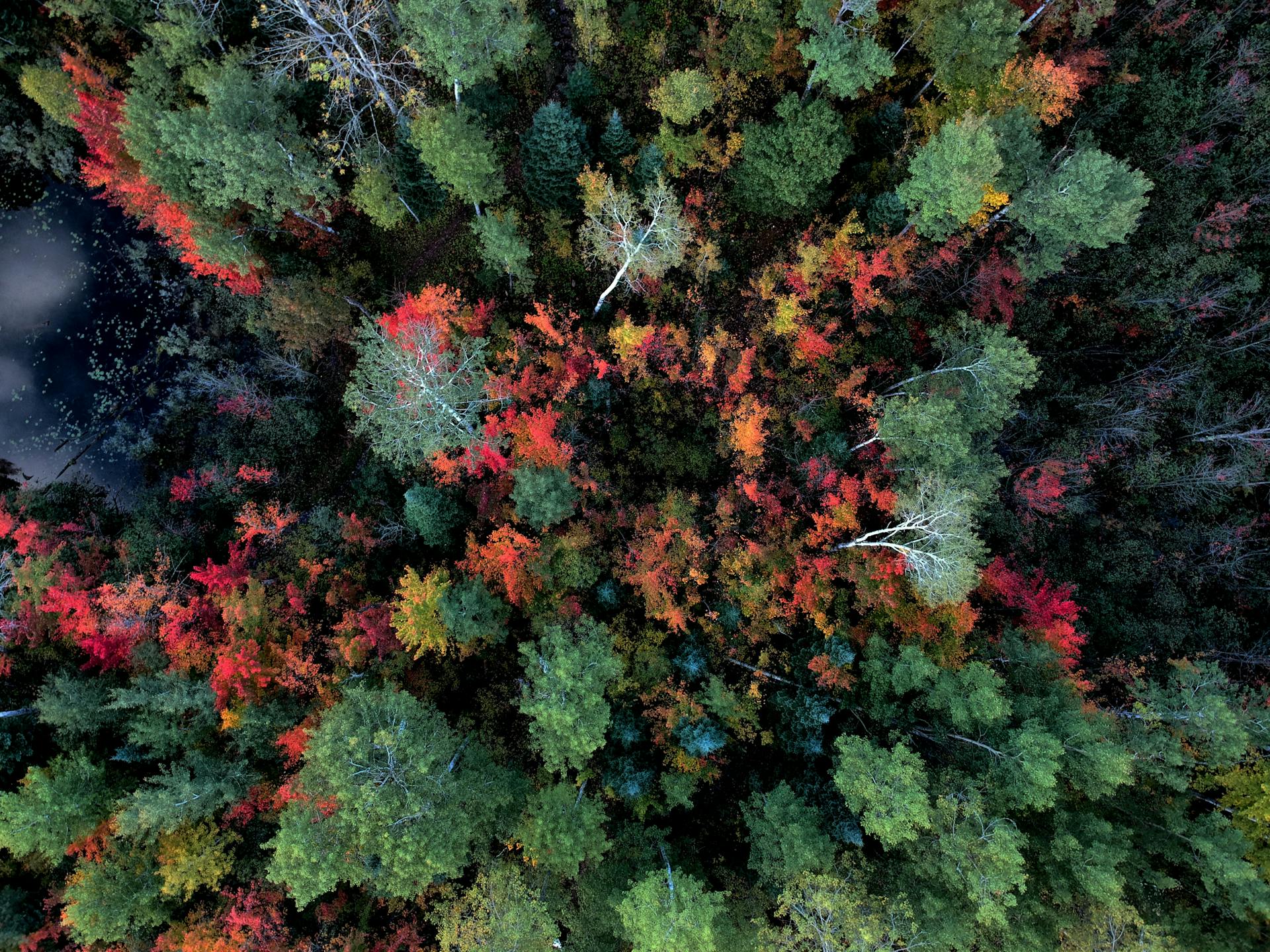 Stunning aerial shot of colorful autumn trees in a dense forest, Hayward, WI.