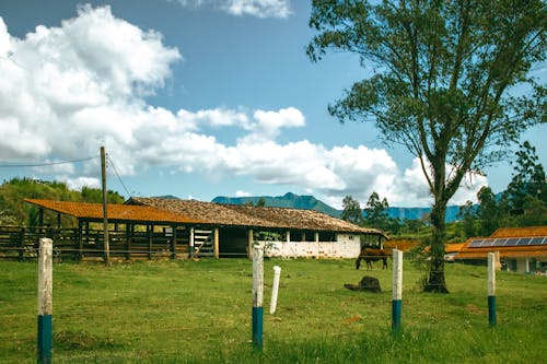 Foto profissional grátis de árvore, cavalo, cerca