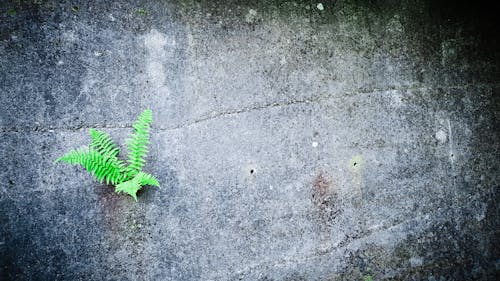 Free stock photo of concrete, concrete wall, fern