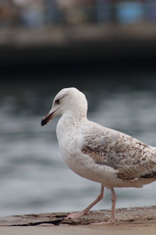 Close up of Seagull