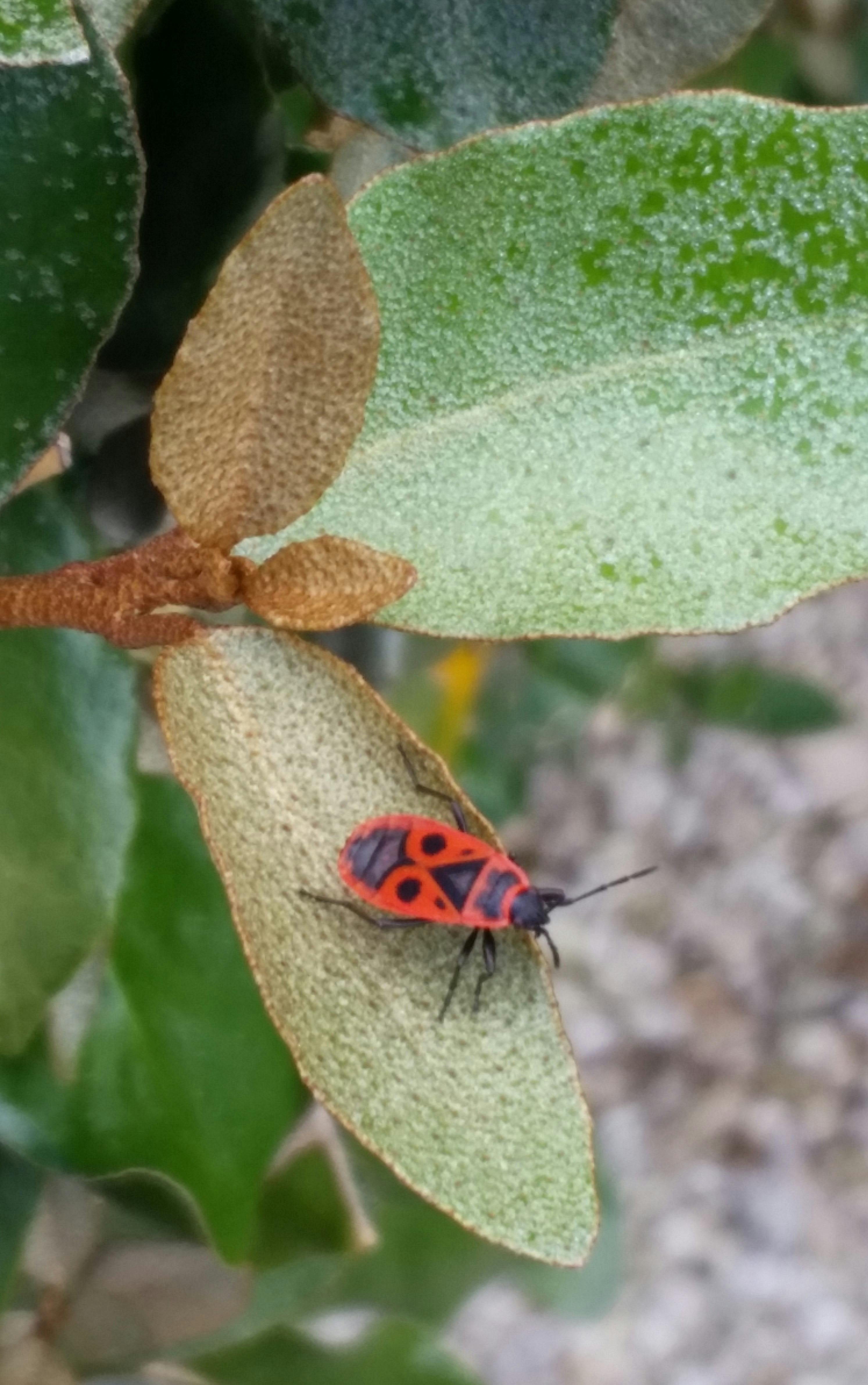 葉の上の赤い虫の無料の写真素材