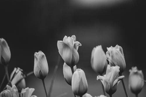 Fotobanka s bezplatnými fotkami na tému čierny a biely, jar, kvety