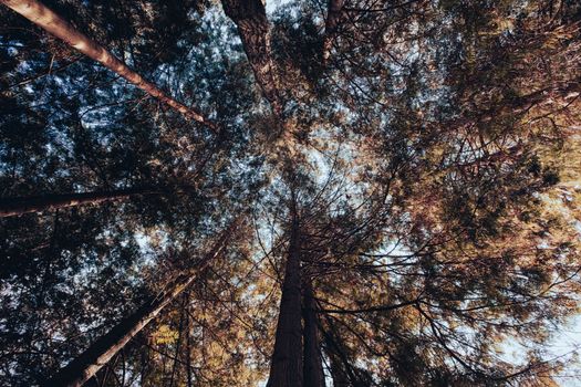 Looking up at tall trees forming a canopy in Vancouver's lush forest.