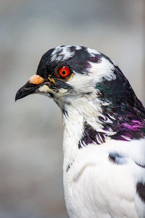 Multi Colored Pigeon
