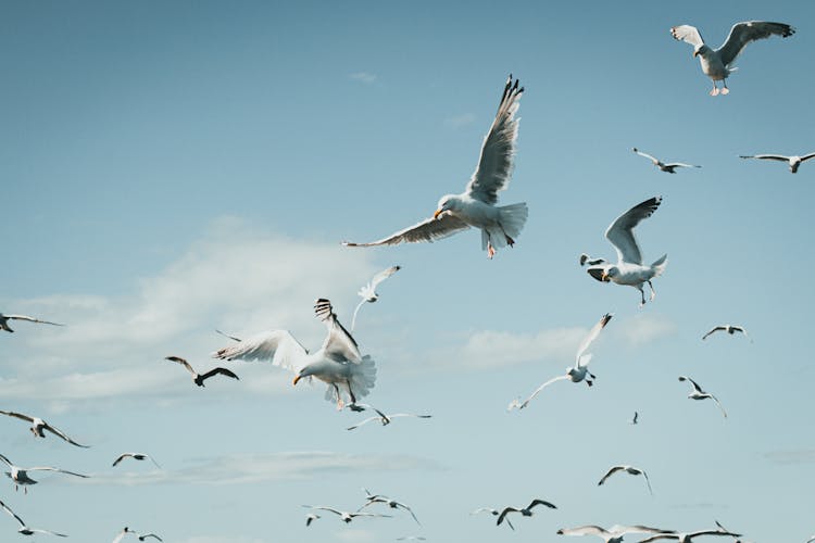 Close Up Of Flying Seagulls