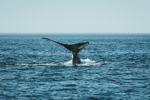 고래, 꼬리, 동물의 무료 스톡 사진