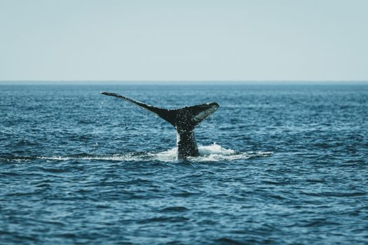 A breathtaking view of a whale's tail splashing in the ocean, showcasing marine life beauty.