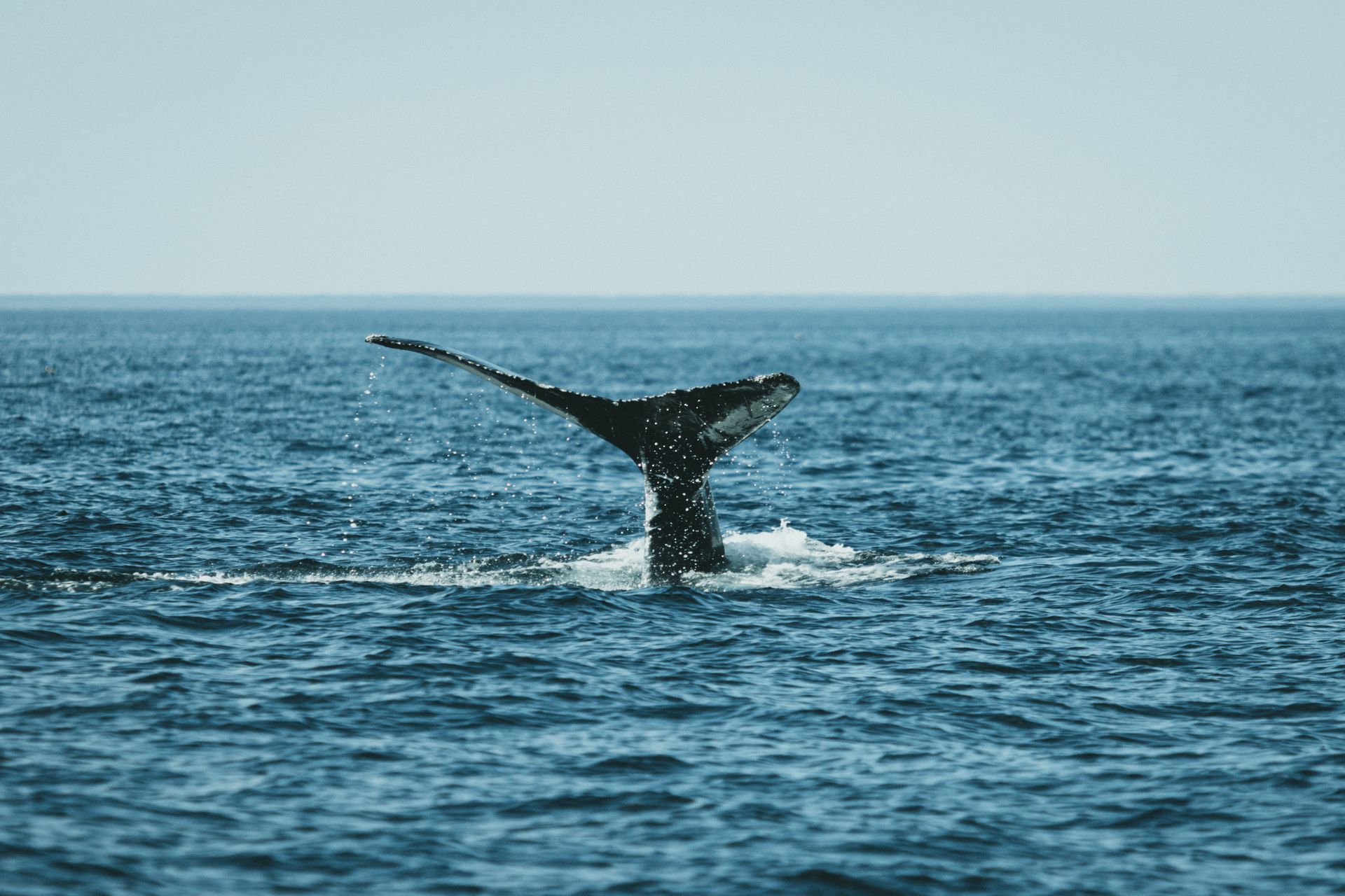 A breathtaking view of a whale's tail splashing in the ocean, showcasing marine life beauty.