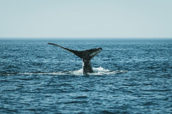 Whale Watching in Mirissa: What to Expect and How to Do It Right (2026)
