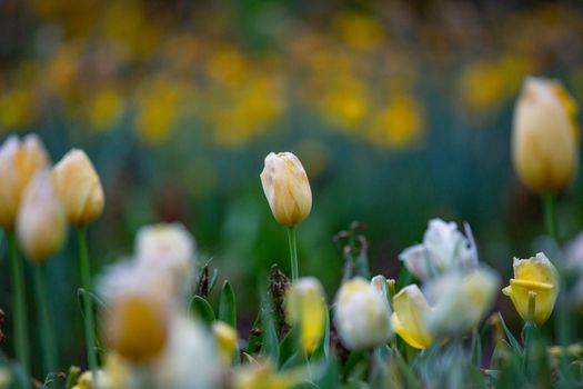 Free stock photo of blur, bright, easter
