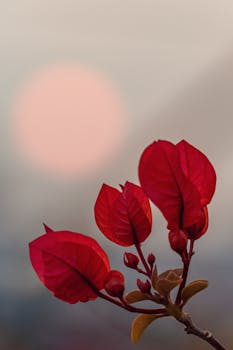 Close-up of red bougainvillea flowers with a blurred sunset backdrop for a striking contrast.