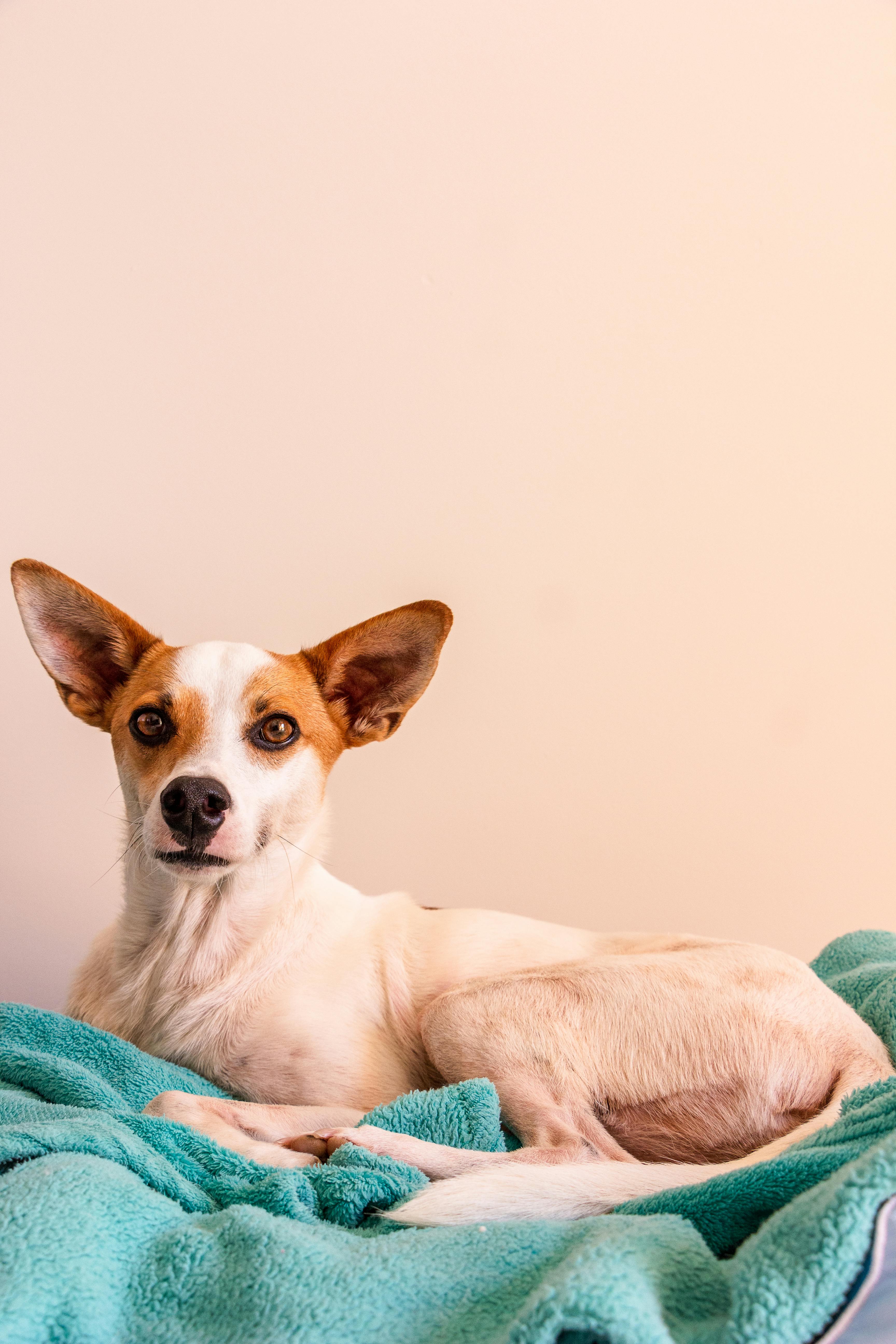 Zadarmo Fotobanka s bezplatnými fotkami na tému biely pes, cicavec, dog model Fotka z fotobanky