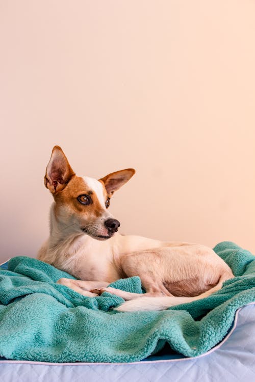 Dog Lying on Bed