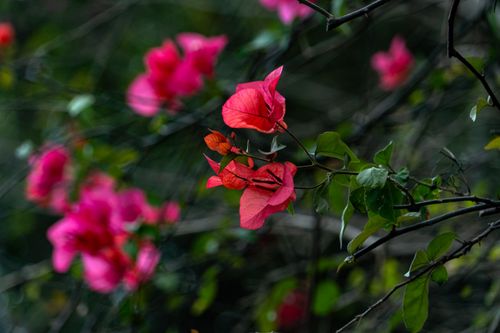 Free Beautiful close-up of vibrant red bougainvillea flowers in nature with green leaves. Stock Photo