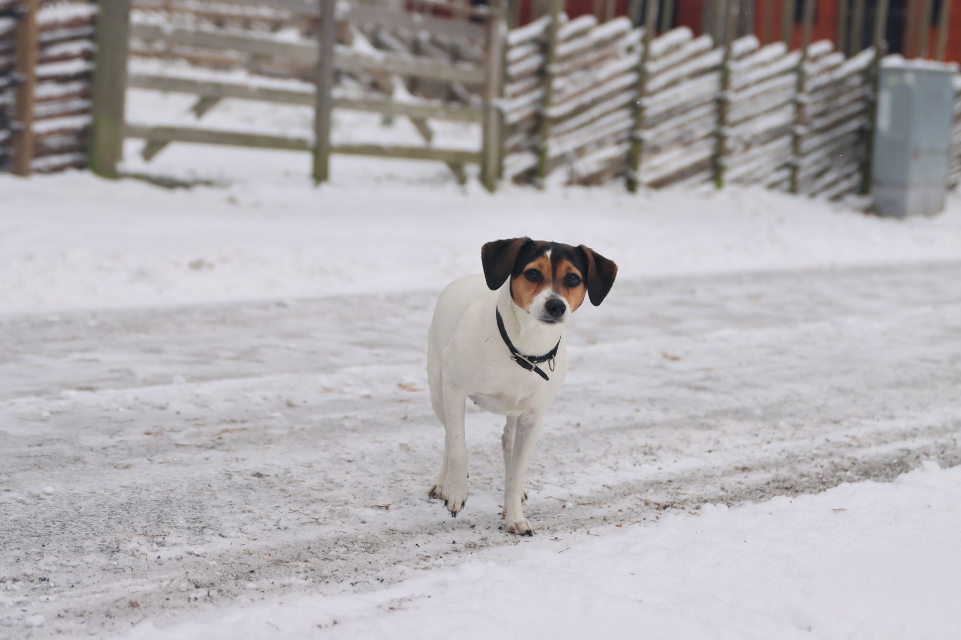 Dansk-Svensk Gårdhund