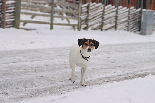 Adorable small dog standing on a snowy road in Jönköping, Sweden during winter.