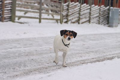 Parson russell terrier – hundras