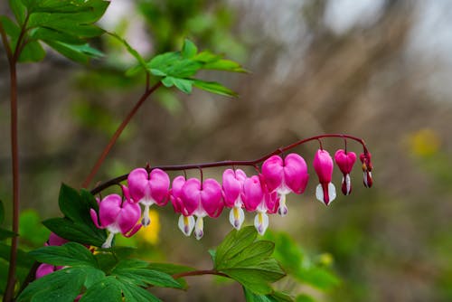 Foto profissional grátis de fechar-se, filial, flores