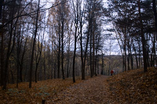 公園, 森林覆蓋, 落葉 的 免費圖庫相片