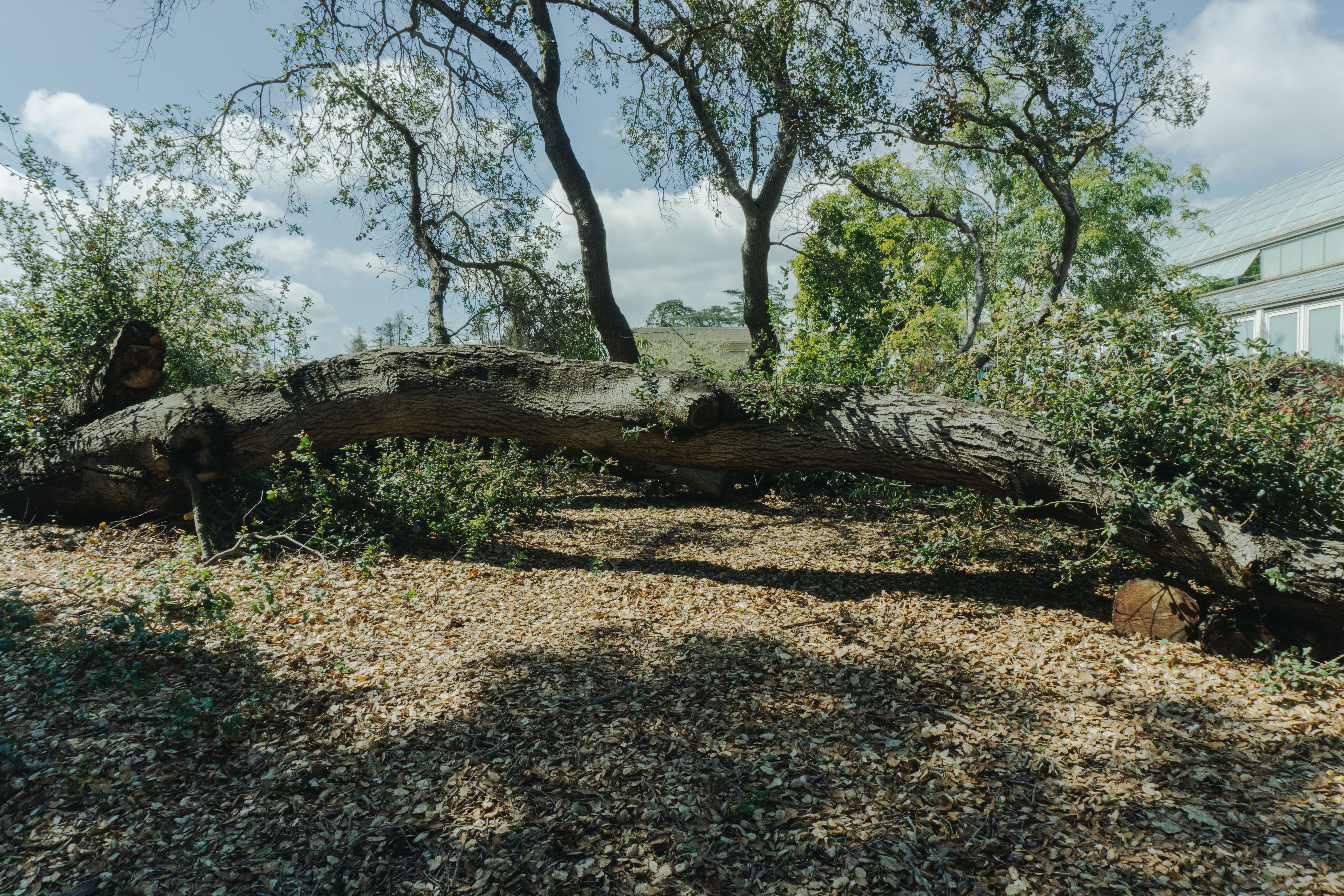 A large fallen tree lies amidst sunlit woodland, surrounded by greenery and leaves.