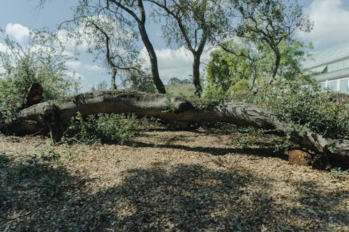 A Fallen Tree on the Ground 
