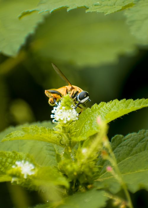 Free stock photo of adobe photoshop, bee, indian photographer Stock Photo
