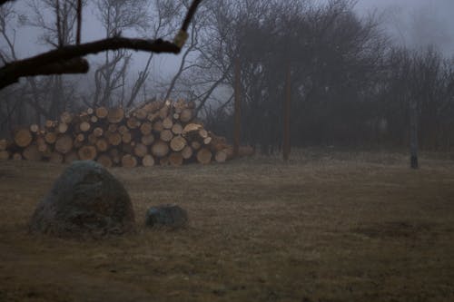 Fotobanka s bezplatnými fotkami na tému spadnutý strom