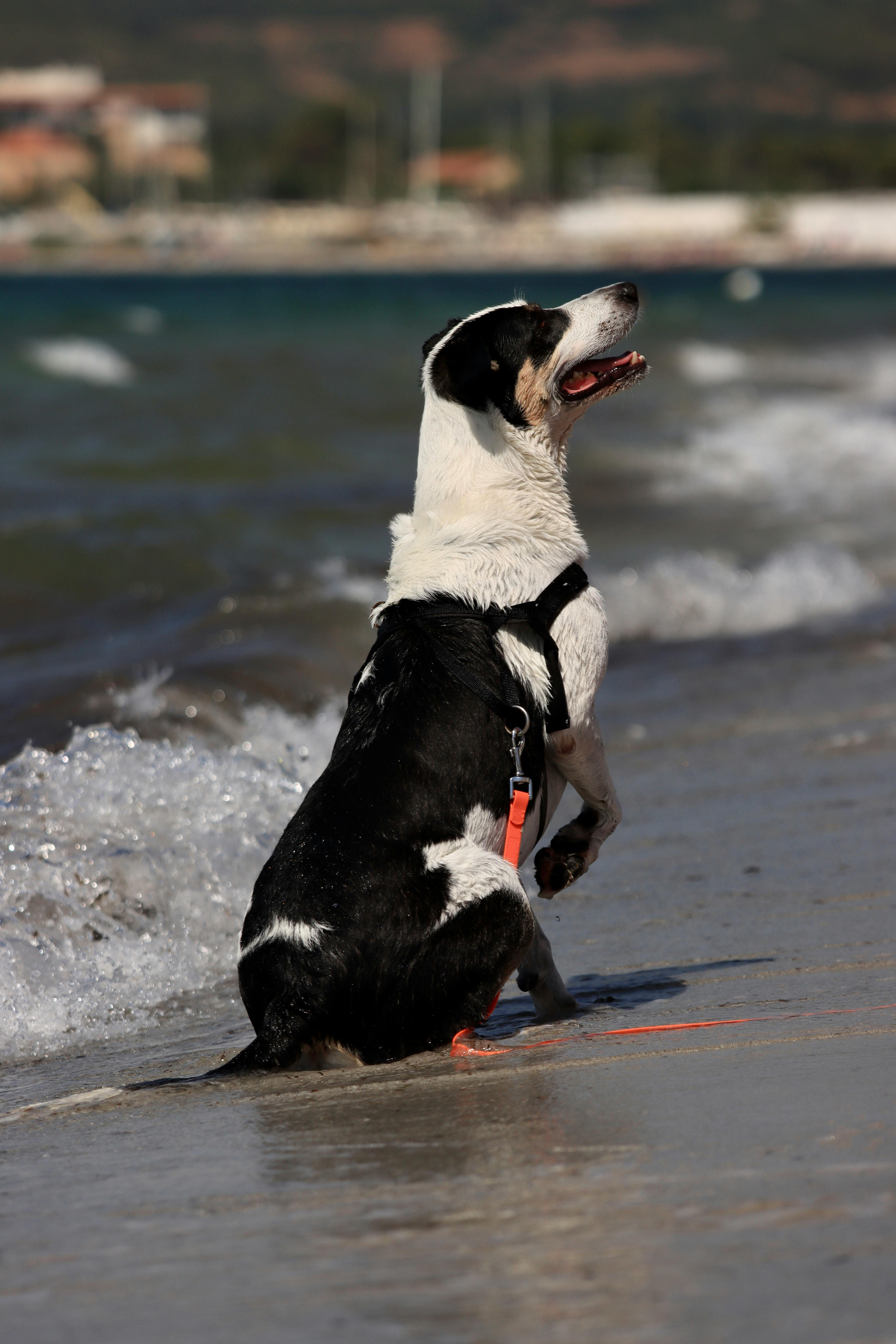 A dog sitting on Alghero beach in Sardinia, Italy with waves in the background.