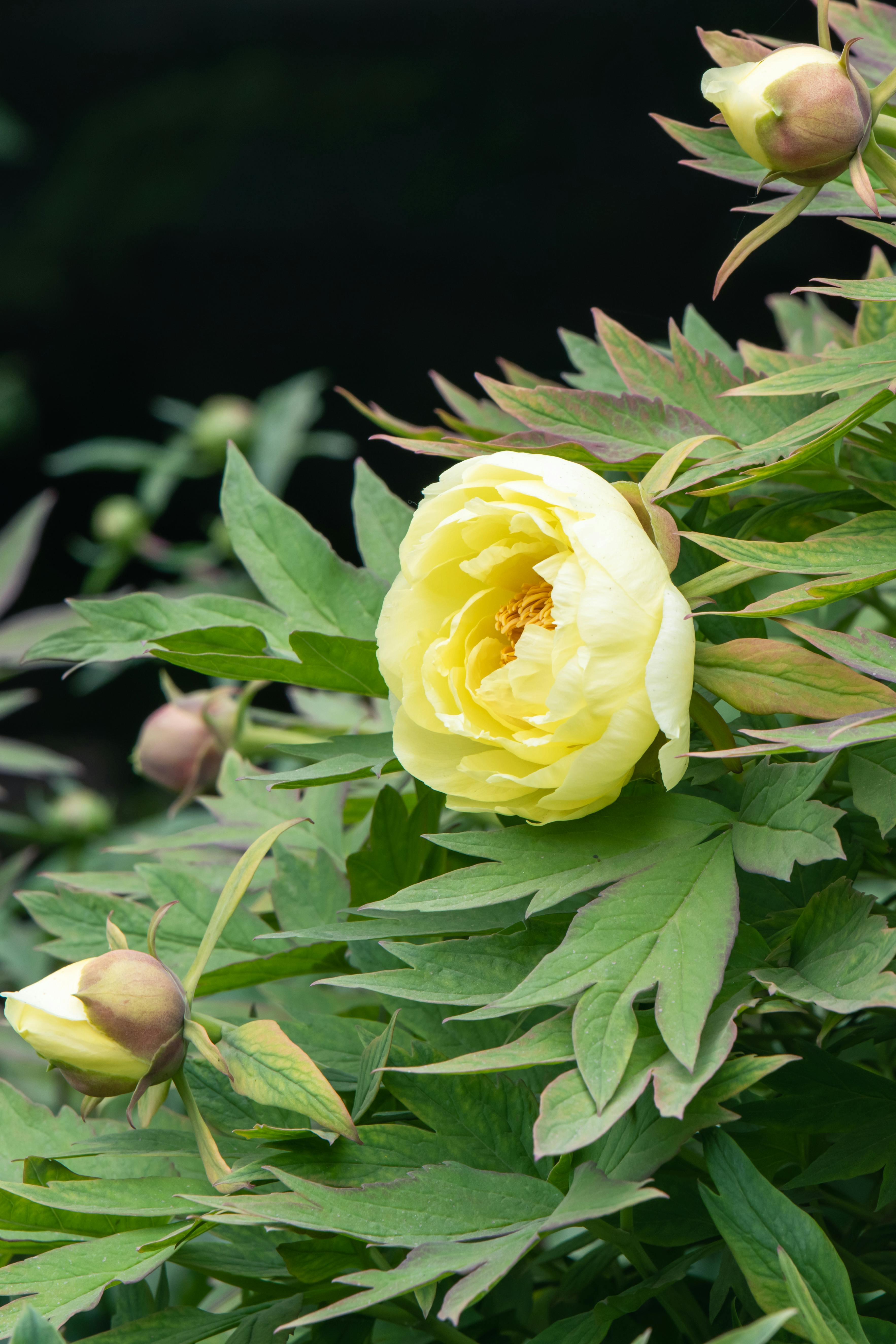 Yellow peony in full bloom surrounded by green leaves, capturing the essence of nature's beauty.