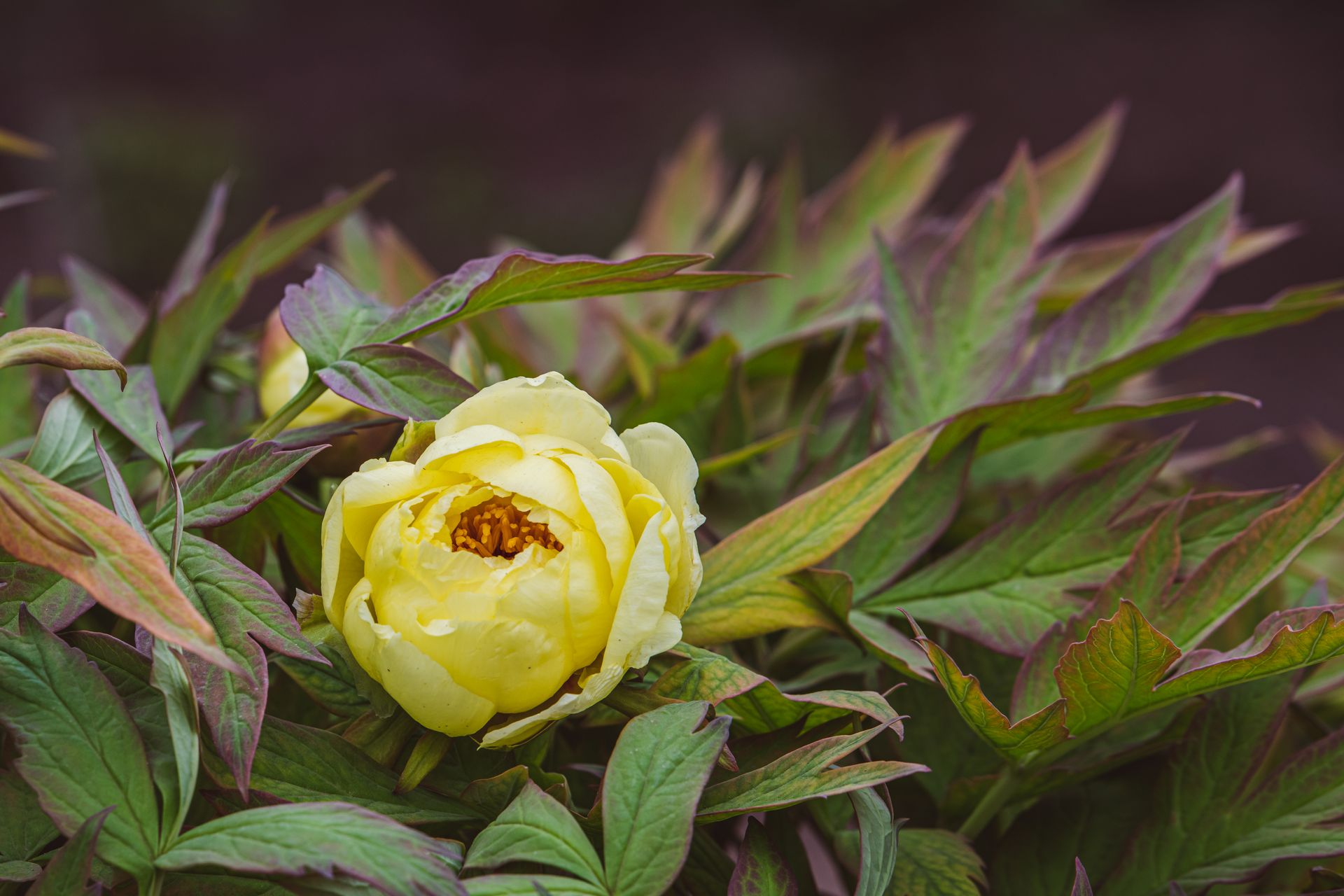 Close-up of a vibrant yellow peony blooming surrounded by lush green leaves.