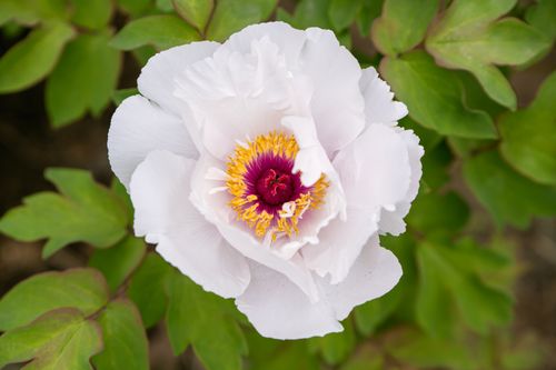Free Close-up of a blooming white peony with vibrant yellow and pink center, surrounded by lush green leaves. Stock Photo