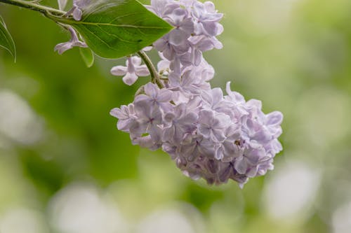 Gratis lagerfoto af blade, blomstrende, delikat