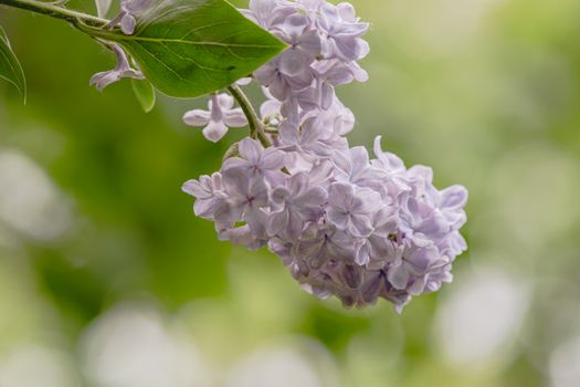 Close-up of Light Purple Lilac