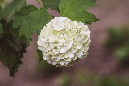 Free Detailed macro image capturing a fresh white hydrangea flower in full bloom with green leaves. Stock Photo